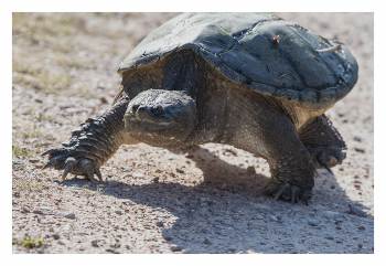 snapping turtle 1.jpg